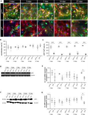 Deletion of LRP1 From Astrocytes Modifies Neuronal Network Activity in an in vitro Model of the Tripartite Synapse